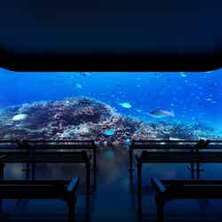 沖縄「DMMかりゆし水族館」3エリアをリニューアル、沖縄の海の美しさに浸る新展示