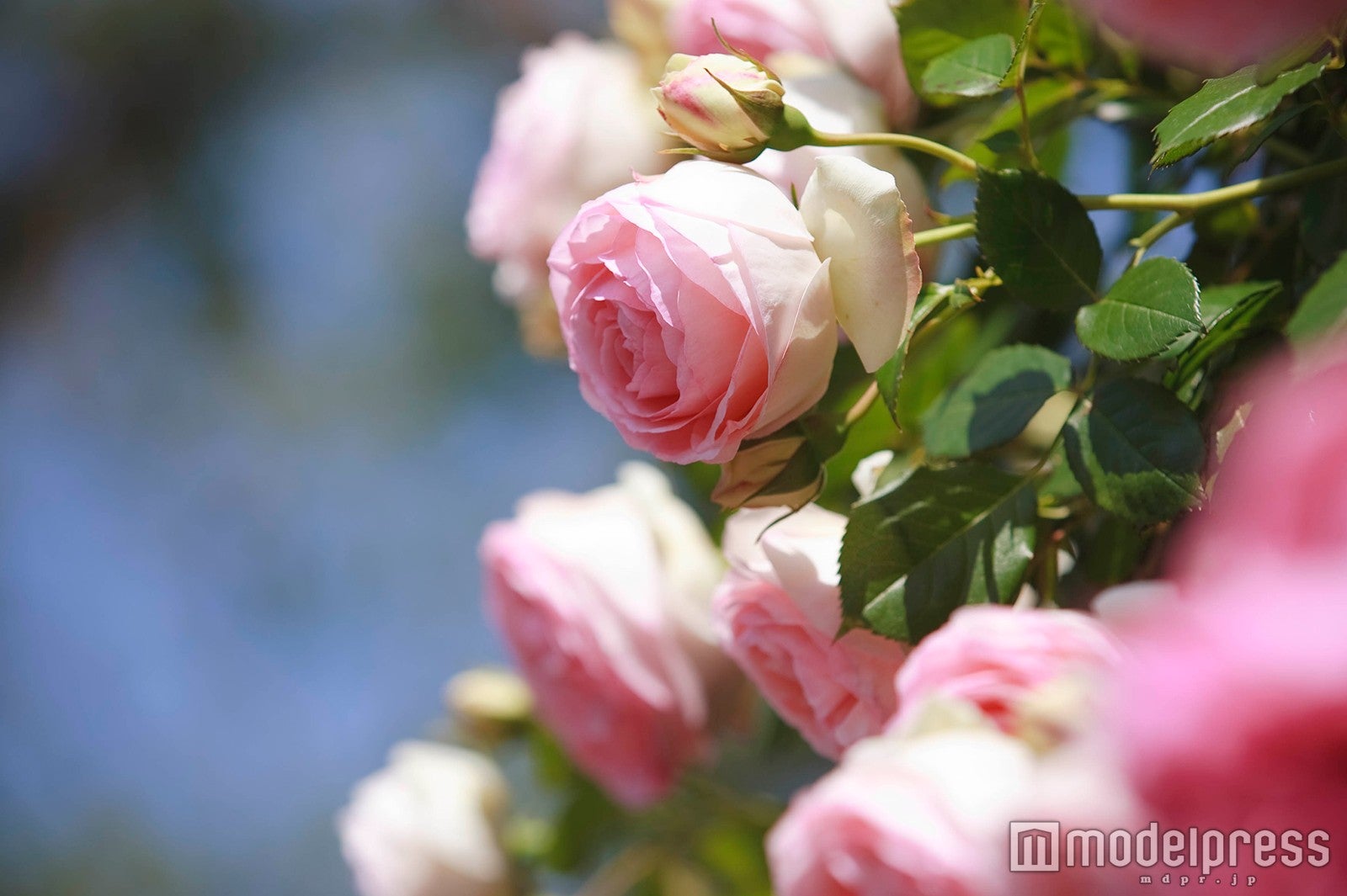 ピエール・ドゥ・ロンサール／画像提供：ハウステンボス