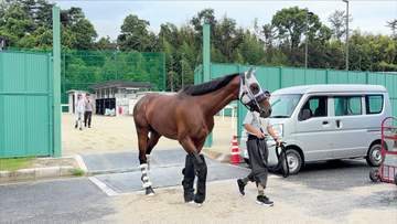 凱旋門賞参戦のメイショウタバルらが栗東トレセンを出発