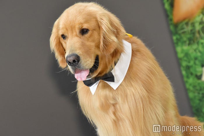 ゼウスくん(C)モデルプレス