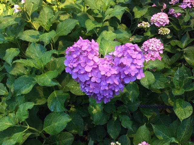 京都「三室戸寺」のハートマークのあじさい／画像提供：岩井製菓