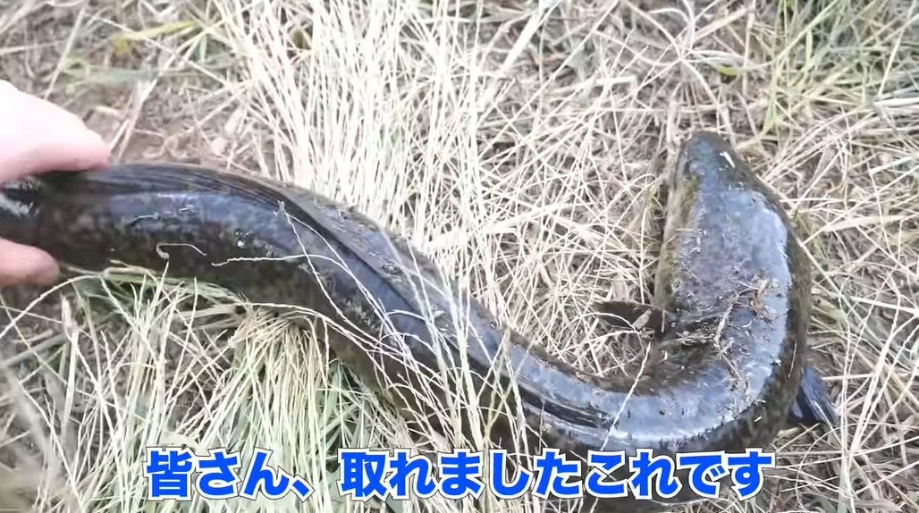 【沖縄から】ホモサピ