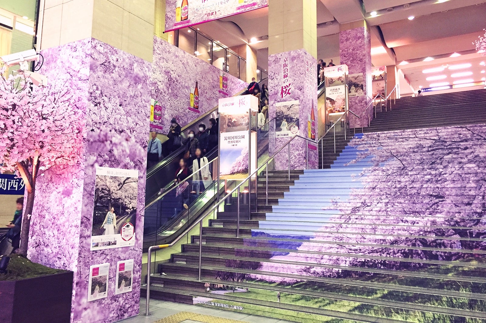 桜がひと足早く満開！今しか見れない光景にうっとり