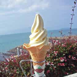 デコポンソフト