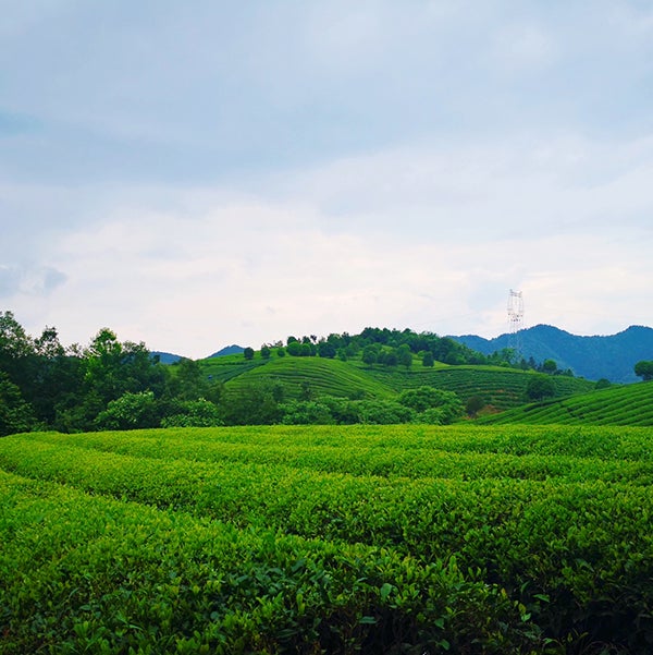 自家茶園で栽培した高品質な茶葉／画像提供：品道