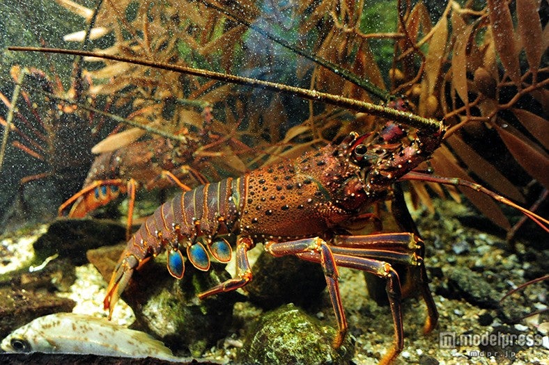 イセエビ／画像提供：京都水族館