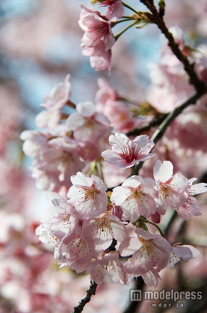 あなたの町の開花予想日は？／photo by houroumono