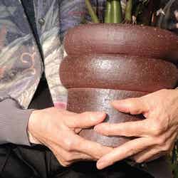 SOIL Nihonbashi Hotel/Photo by Carpenter & Stone