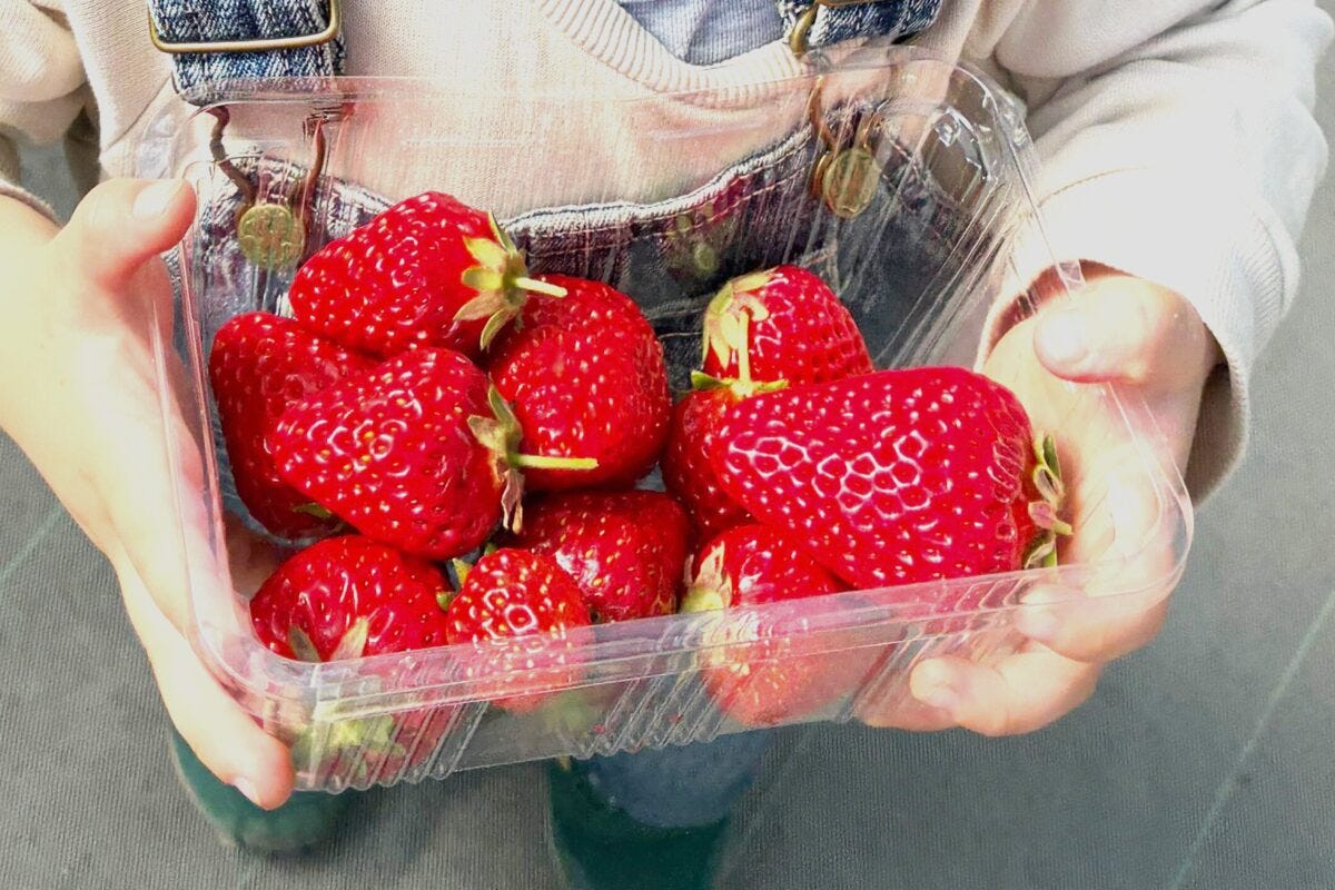 いちご・イチゴ・いちご狩り