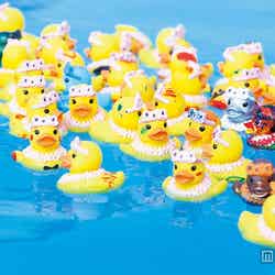 アヒルちゃんレース※昨年までの様子/画像提供:よみうりランド