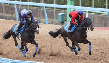 【エプソムC】カラマティアノス 手応え良く併入 津村「かなりいい状態に仕上がったし、馬もフレッシュ」