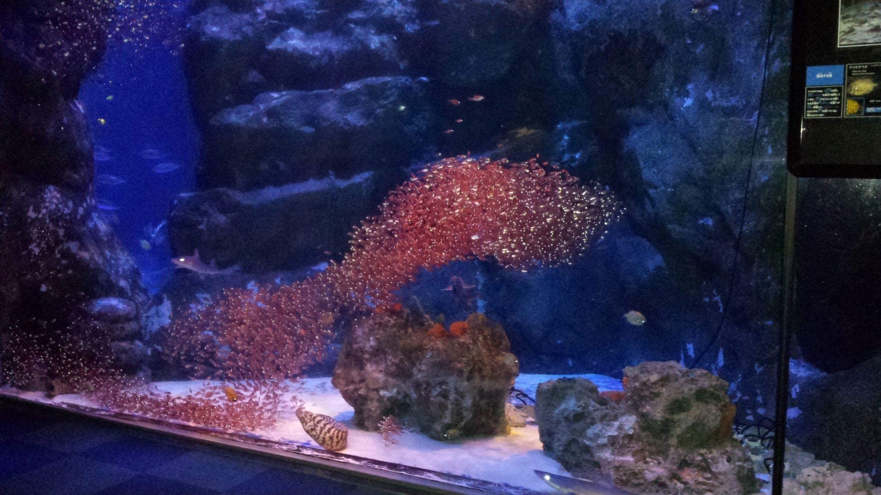 「キンメモドキ」水槽／画像提供：横浜八景島