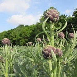 味と一緒に“形”も楽しめるように…「タケイファーム」のこだわり野菜