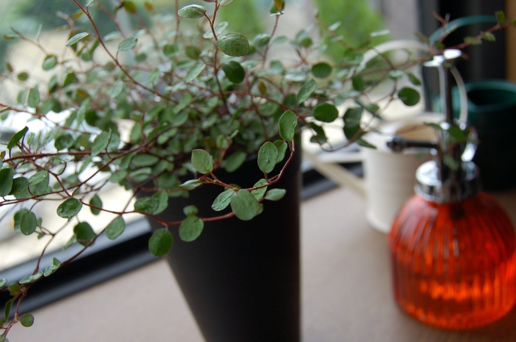 可愛らしく女性にぴったり／ワイヤープランツ by kuromeri