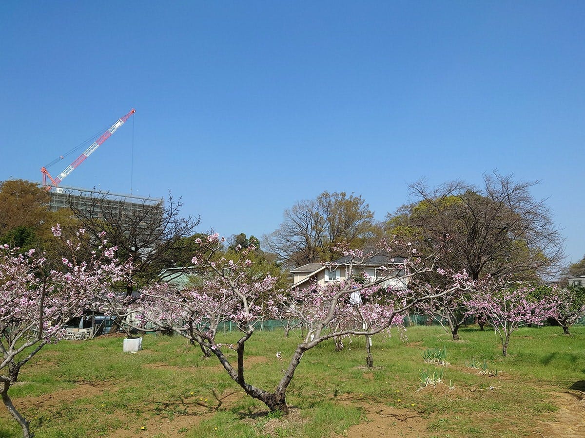 綱島に唯一残る桃栽培農家「池谷桃園」。新駅開業時の3月には桃の花が満開でした