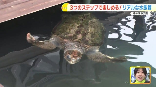 【和歌山】距離、ちかっ！大人も子どもも楽しめる「リアルな水族館」