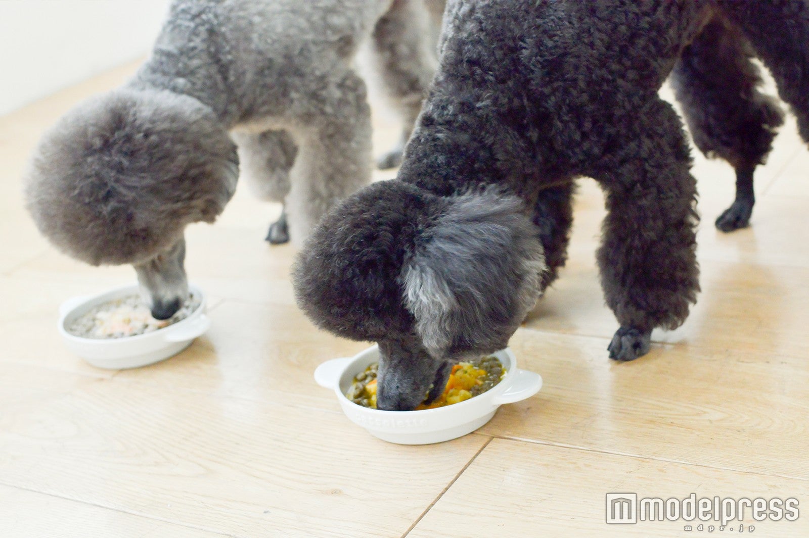 グリちゃん、ノアちゃん（C）モデルプレス