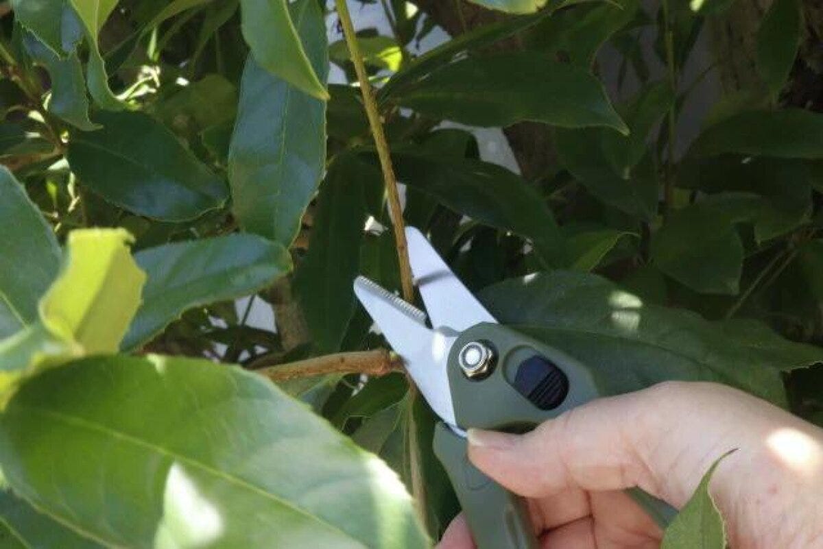ダイソーの園芸万能ハサミの使用例