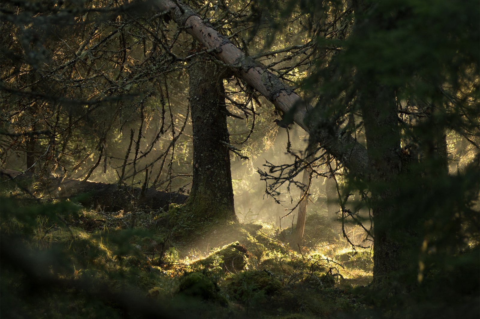 画像提供：Airbnb Japan