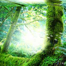 水と緑溢れる究極の生態系アートの世界「グリーンアクアリウム展」初開催(C)2017 Green Aquarium Project. All Rights Reserved.