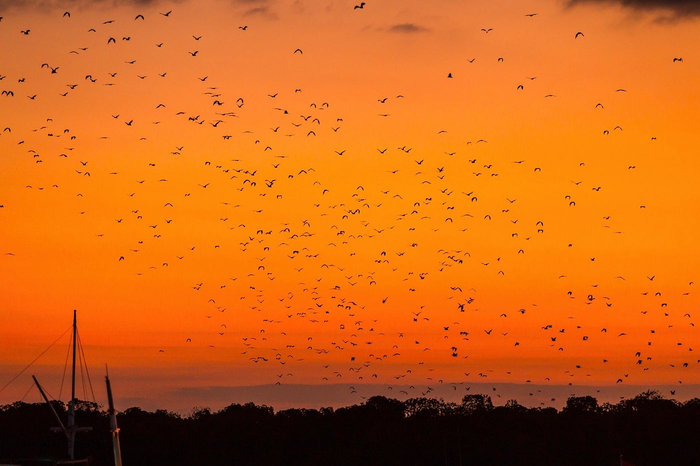 コウモリの飛翔鑑賞（提供写真）