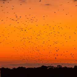 コウモリの飛翔鑑賞(提供写真)
