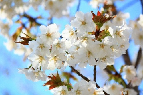 春は恋の季節 お花見で恋愛運をアップする方法 モデルプレス