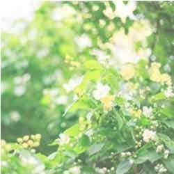 Floral Green ／画像提供：Flora Notis JILL STUART