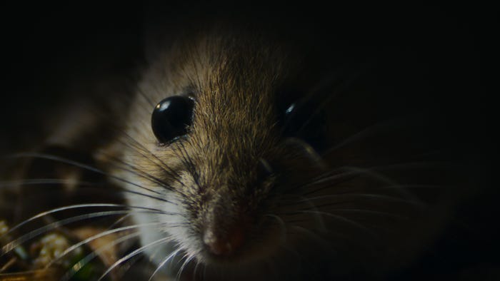 「ナイトメア・オブ・ネイチャー:自然が魅せるホラーな世界」(提供写真)