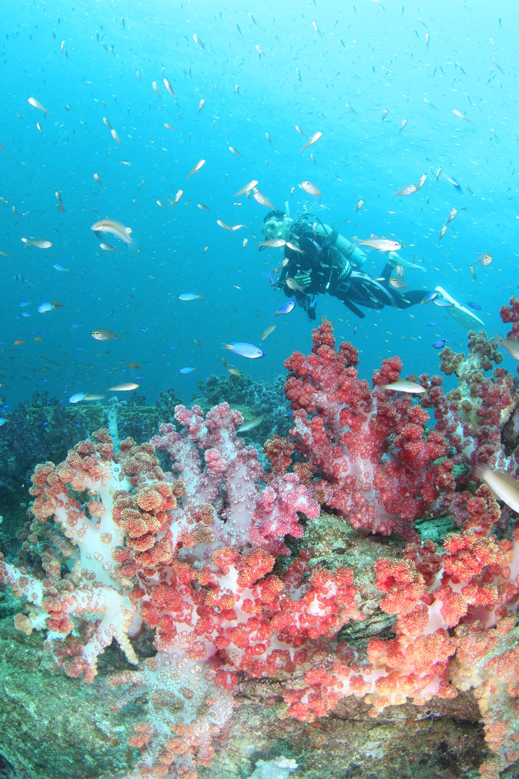 天草の海／画像提供：天草宝島観光協会