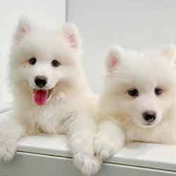 サモエド 左:ソプラノ 右:フォルテ/提供素材