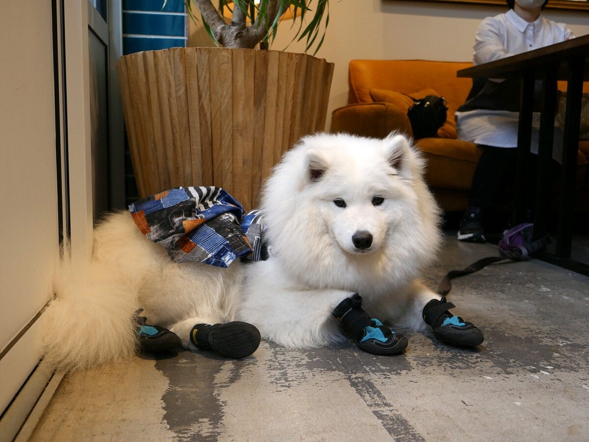 サモエドの風（ふう）ちゃん