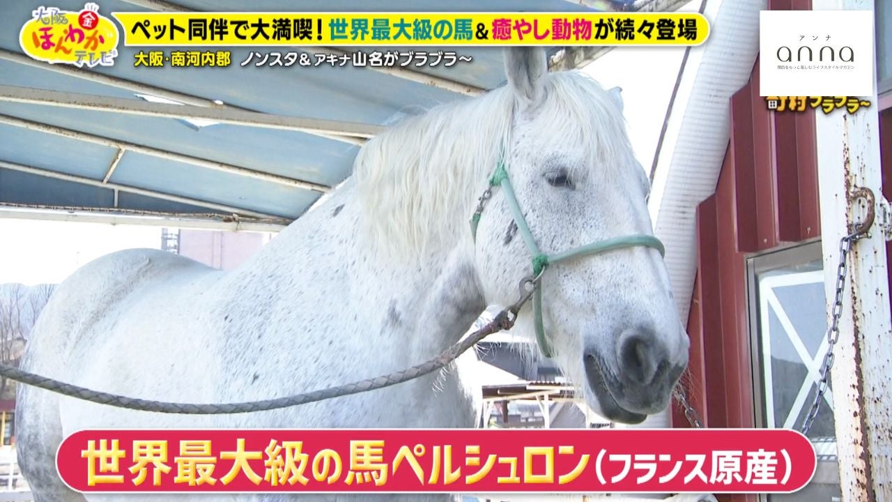【大阪】ペット同伴で大満喫！世界最大級の馬や癒やし動物と触れ合う「ワールド牧場」