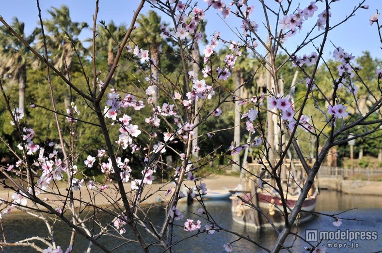 アーモンド（3月下旬～4月上旬）／ディズニシー・アラビアンコースト「サルタンズ・オアシス」付近／（C）Disney