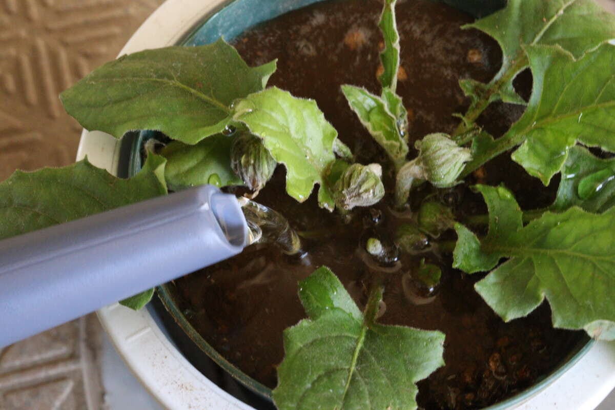 スリムじょうろ　使用例