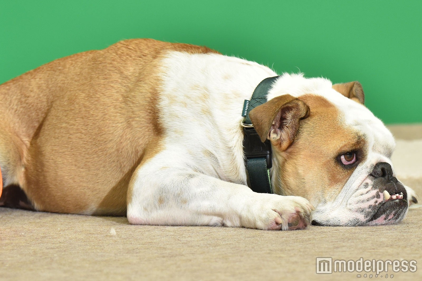 ほかにもワンちゃんたちがいっぱい（C）モデルプレス