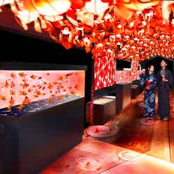 金魚づくしの夏限定イベント「東京金魚ワンダーランド」イメージ／画像提供：すみだ水族館