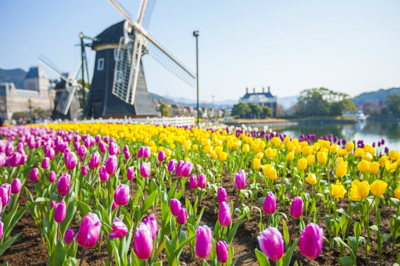 フラワーロード（昼）／画像提供：ハウステンボス