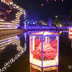 スターライトマジック/画像提供:足利フラワーリゾート