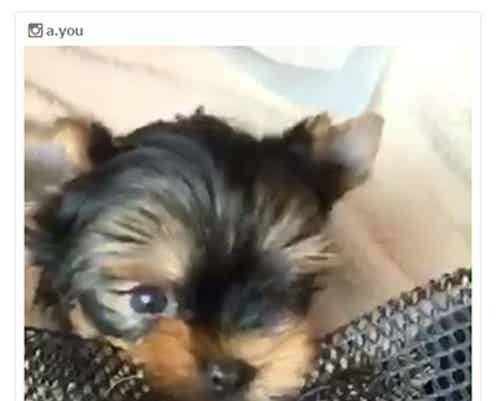 浜崎あゆみ“新しい家族”を紹介 名前も決定