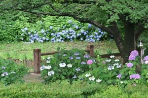 山崎公園(せせらぎ菖蒲園)