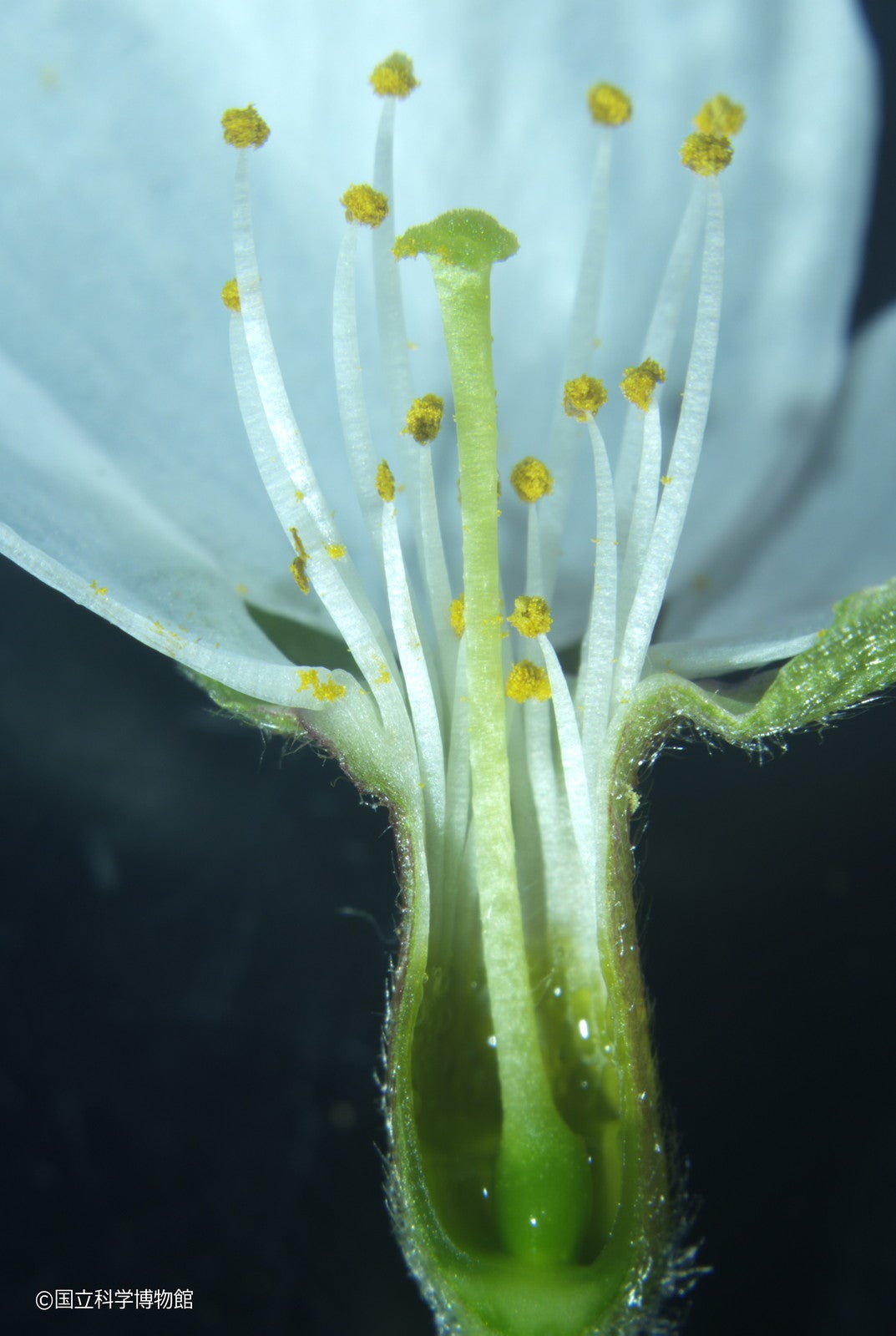 ソメイヨシノ花（断面）（C）国立科学博物館
