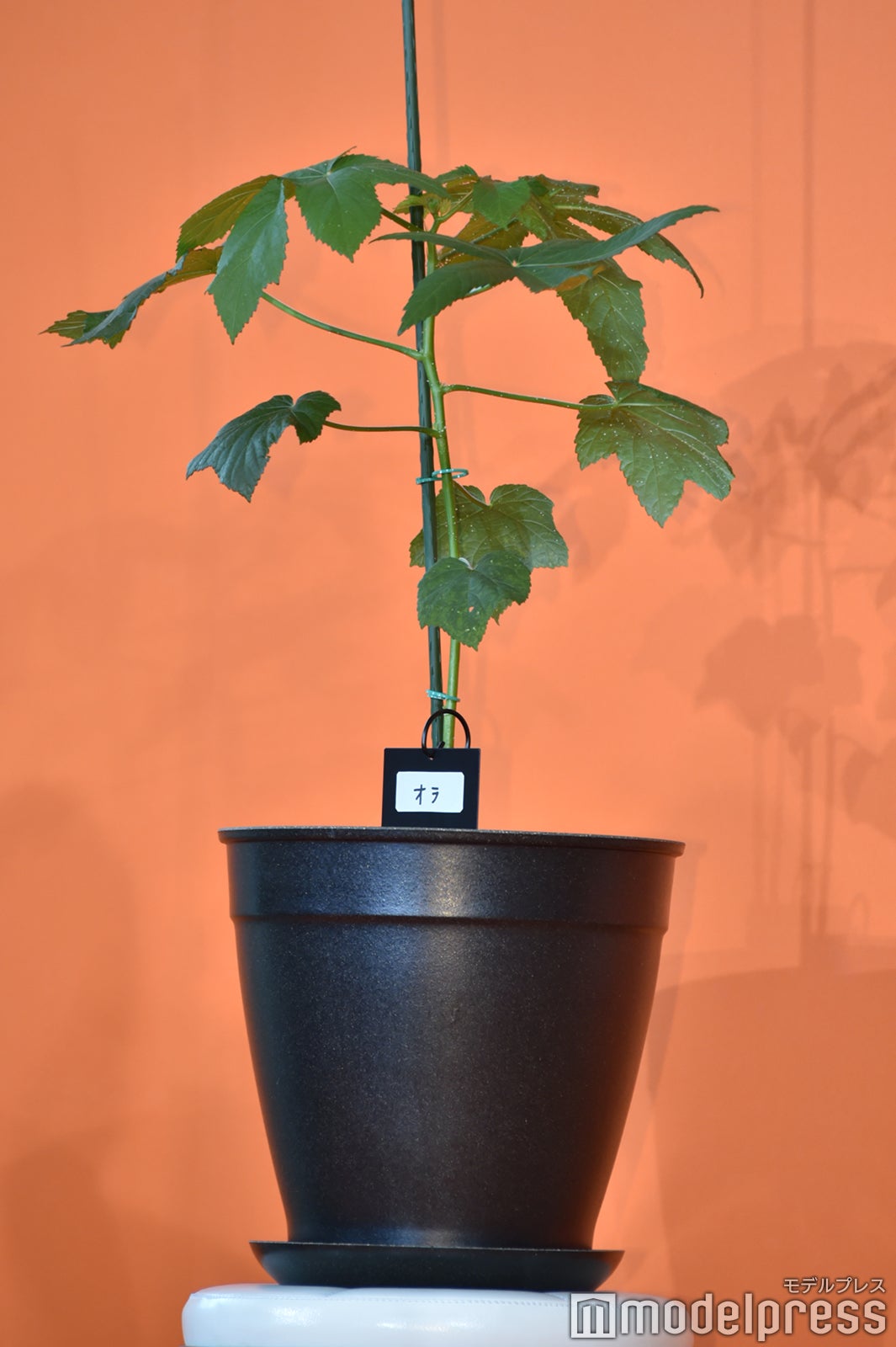 スタッフと出演者で愛でているオクラの苗・オラ（C）モデルプレス