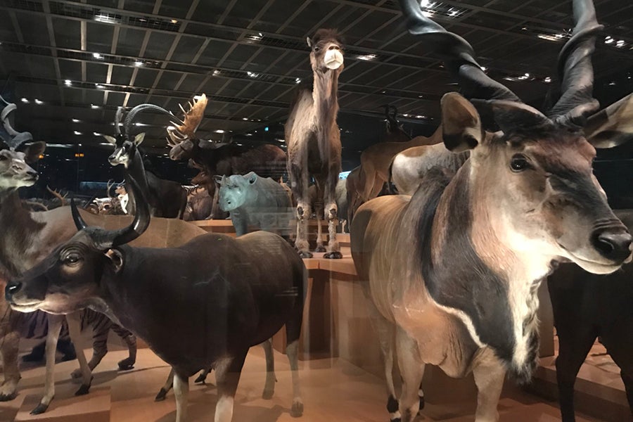 国立科学博物館