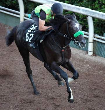 【レパードS】メルカントゥール 初タイトルへ万全 房野助手が感じる成長「坂路で頭上げず、体も使えるように」
