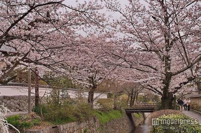 哲学の道／by Kyoto-Picture