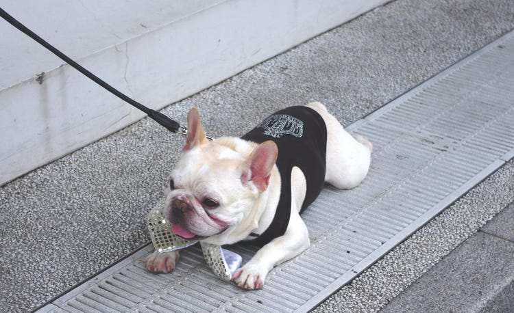 犬の散歩あるある 散歩と言ったときの反応がうれしさ爆発 まだ帰りたくないとイヤイヤする モデルプレス 犬の散歩あるある 散歩と言ったときの反応がうれしさ爆発 まだ帰りたくないとイヤイヤする モデルプレス