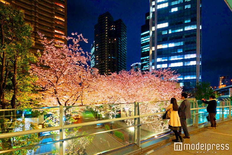 サウスタワーからアークヒルズにのびるブリッジからもスペイン坂の桜並木が綺麗に見える/ 画像提供：森ビル