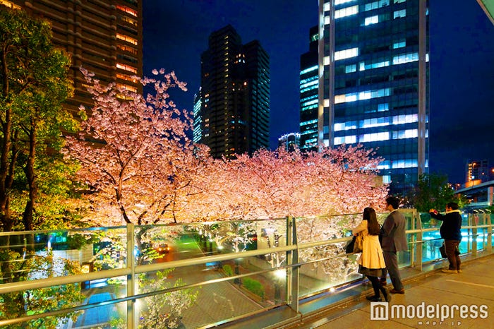 サウスタワーからアークヒルズにのびるブリッジからもスペイン坂の桜並木が綺麗に見える/ 画像提供:森ビル