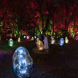 チームラボ ボタニカルガーデン 大阪 (C)チームラボ